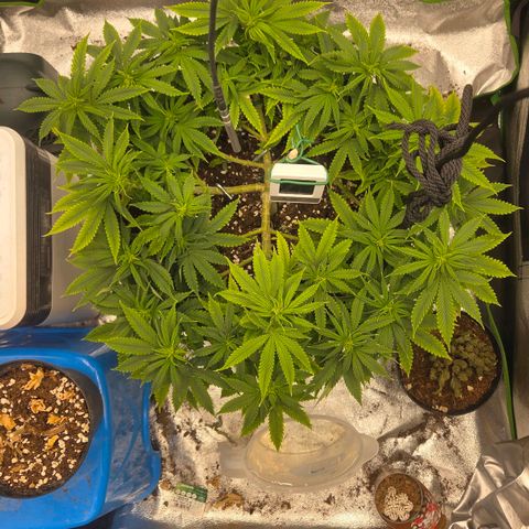 Sandranotte royal domina growlog timeline photo