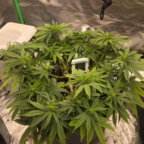 Sandranotte royal domina growlog timeline photo