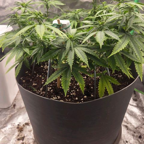Sandranotte royal domina growlog timeline photo