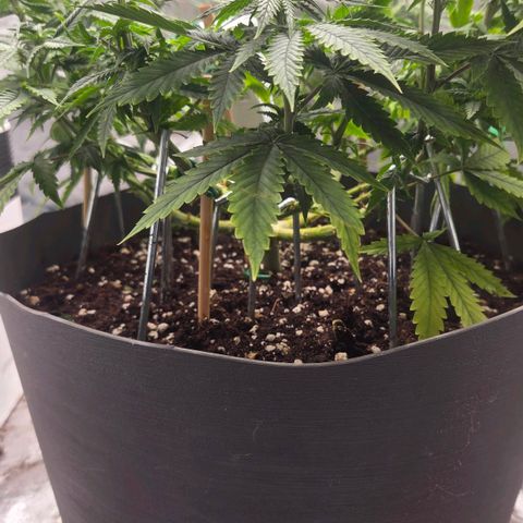 Sandranotte royal domina growlog timeline photo