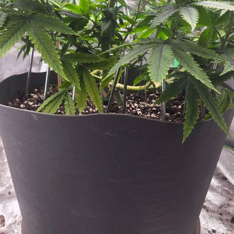 Sandranotte royal domina growlog timeline photo