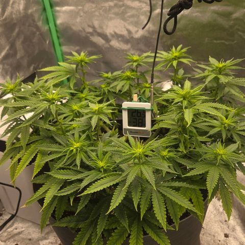 Sandranotte royal domina growlog timeline photo