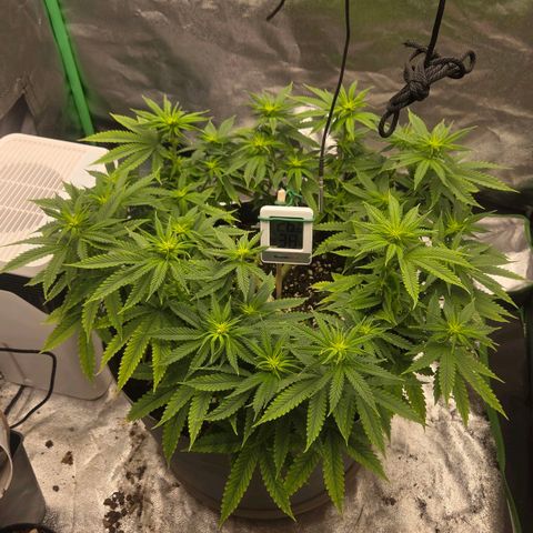 Sandranotte royal domina growlog timeline photo