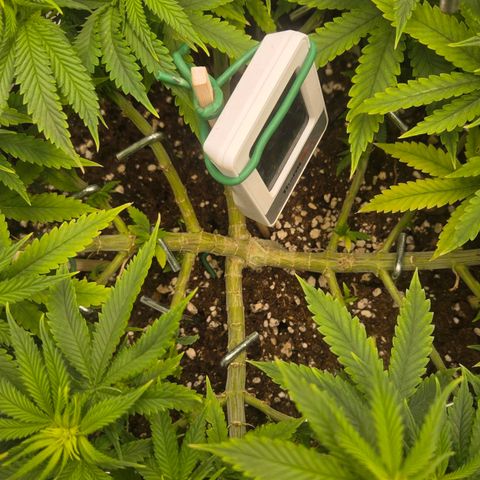 Sandranotte royal domina growlog timeline photo