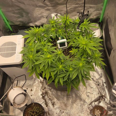 Sandranotte royal domina growlog timeline photo