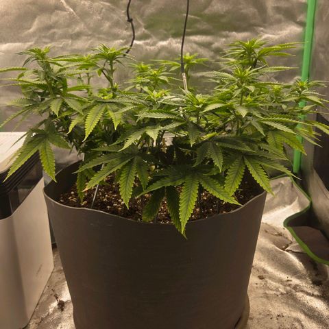 Sandranotte royal domina growlog timeline photo