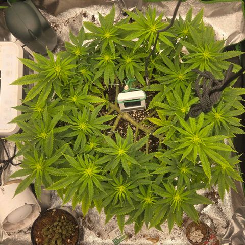Sandranotte royal domina growlog timeline photo
