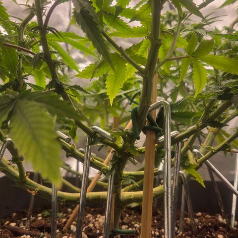 Sandranotte royal domina growlog timeline photo