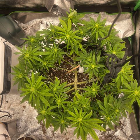 Sandranotte royal domina growlog timeline photo