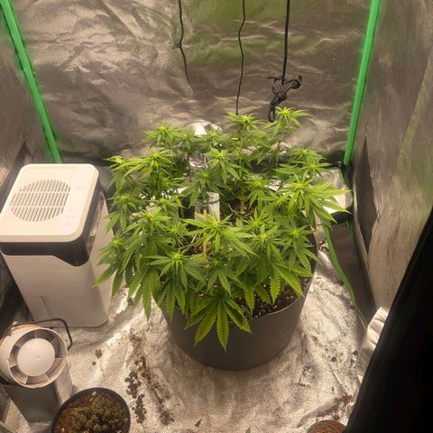 Sandranotte royal domina growlog timeline photo
