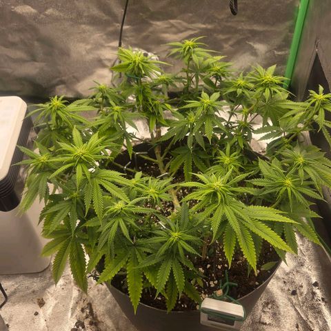 Sandranotte royal domina growlog timeline photo
