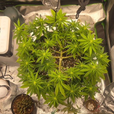 Sandranotte royal domina growlog timeline photo