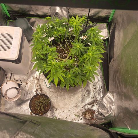 Sandranotte royal domina growlog timeline photo