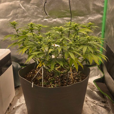 Sandranotte royal domina growlog timeline photo