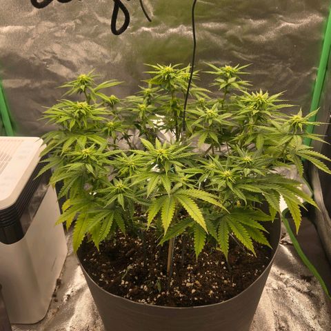 Sandranotte royal domina growlog timeline photo