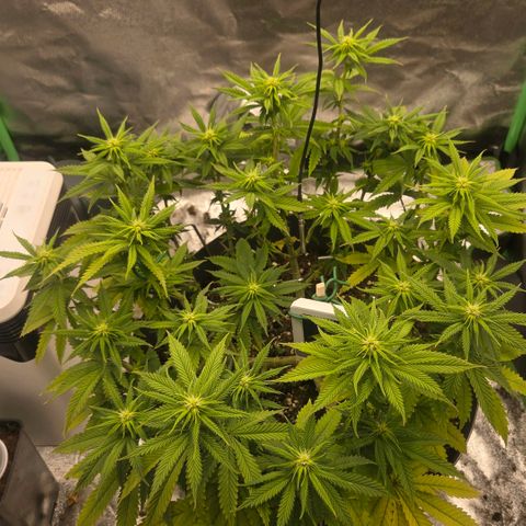 Sandranotte royal domina growlog timeline photo