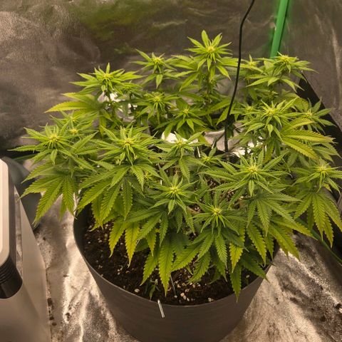 Sandranotte royal domina growlog timeline photo
