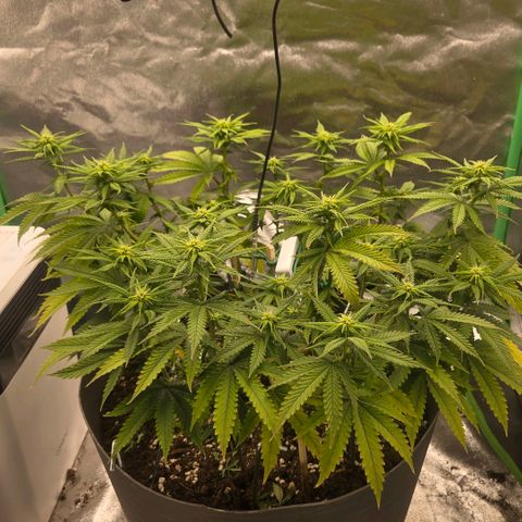 Sandranotte royal domina growlog timeline photo