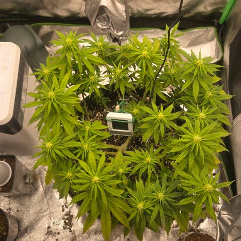 Sandranotte royal domina growlog timeline photo