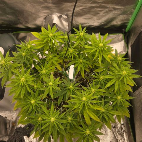 Sandranotte royal domina growlog timeline photo