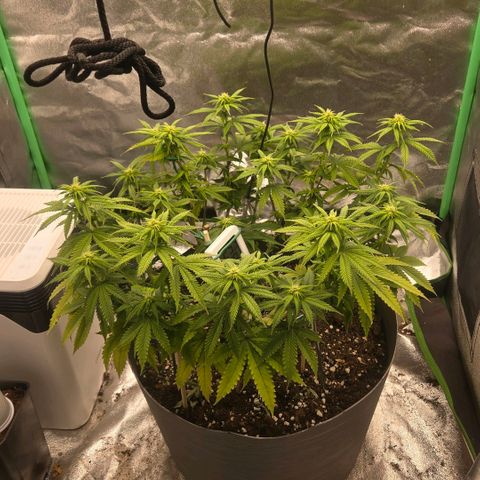 Sandranotte royal domina growlog timeline photo