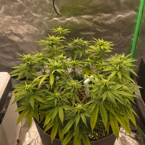 Sandranotte royal domina growlog timeline photo