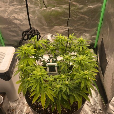 Sandranotte royal domina growlog timeline photo