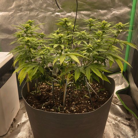 Sandranotte royal domina growlog timeline photo