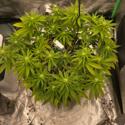 Sandranotte royal domina growlog timeline photo