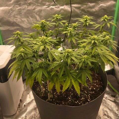Sandranotte royal domina growlog timeline photo