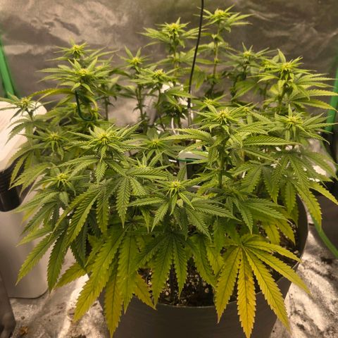 Sandranotte royal domina growlog timeline photo