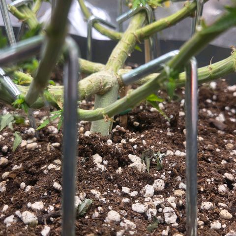 Sandranotte royal domina growlog timeline photo