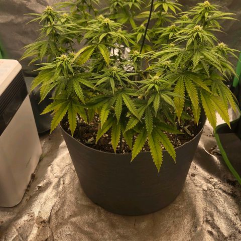 Sandranotte royal domina growlog timeline photo