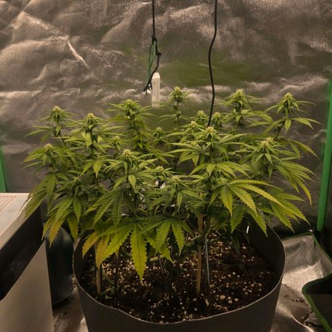 Sandranotte royal domina growlog timeline photo