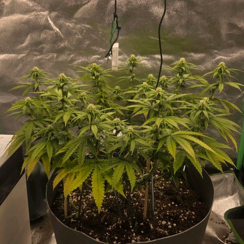 Sandranotte royal domina growlog timeline photo