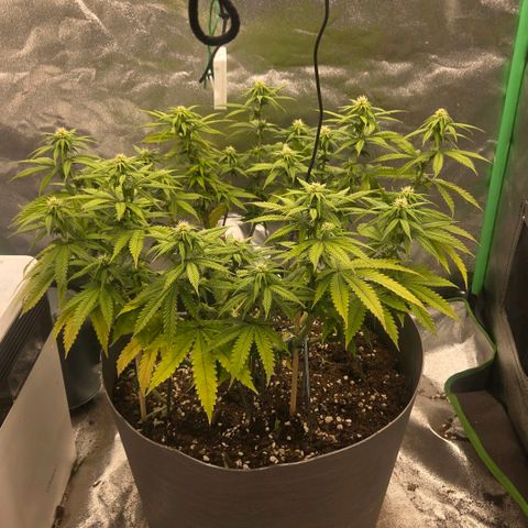 Sandranotte royal domina growlog timeline photo