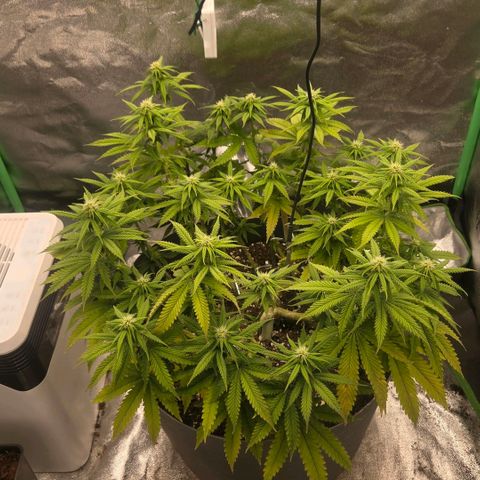 Sandranotte royal domina growlog timeline photo