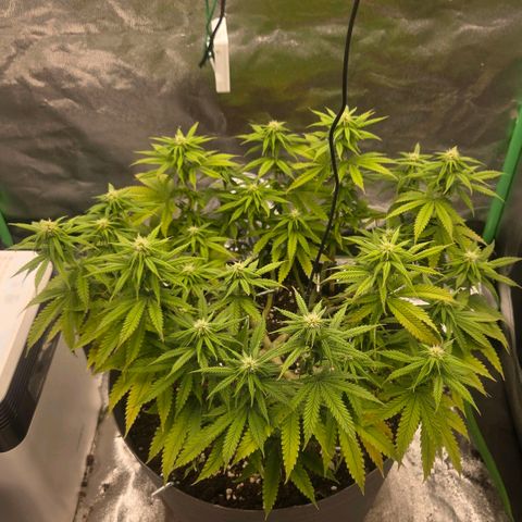 Sandranotte royal domina growlog timeline photo
