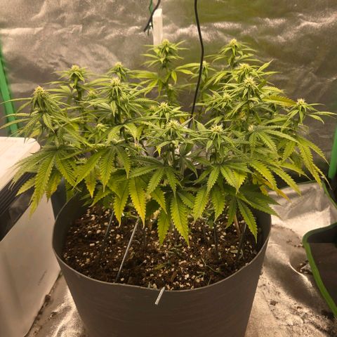 Sandranotte royal domina growlog timeline photo