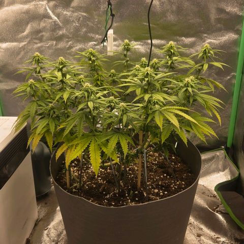 Sandranotte royal domina growlog timeline photo