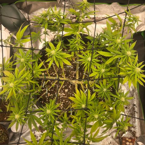 Sandranotte royal domina growlog timeline photo