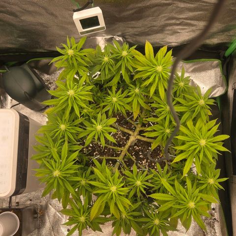 Sandranotte royal domina growlog timeline photo