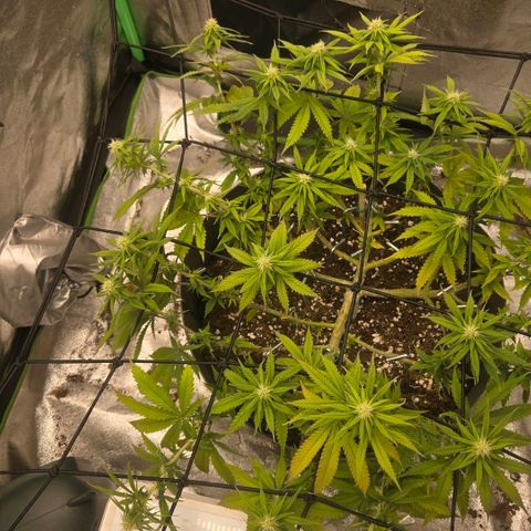 Sandranotte royal domina growlog timeline photo