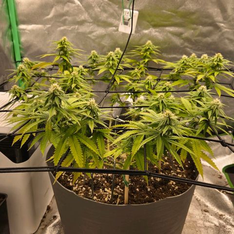 Sandranotte royal domina growlog timeline photo