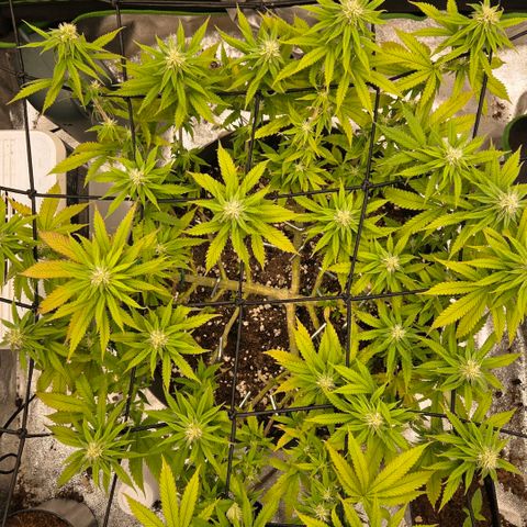 Sandranotte royal domina growlog timeline photo