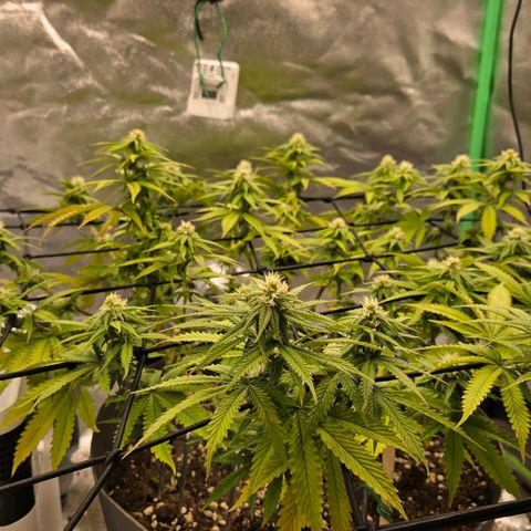 Sandranotte royal domina growlog timeline photo