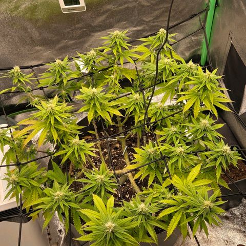 Sandranotte royal domina growlog timeline photo