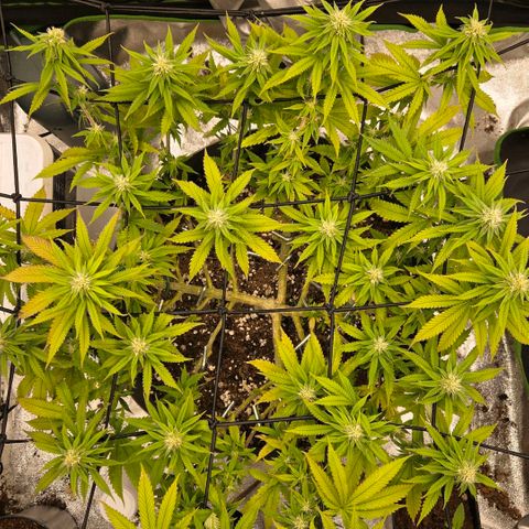 Sandranotte royal domina growlog timeline photo