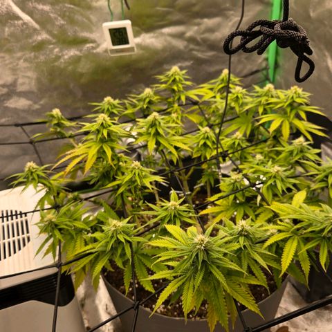 Sandranotte royal domina growlog timeline photo