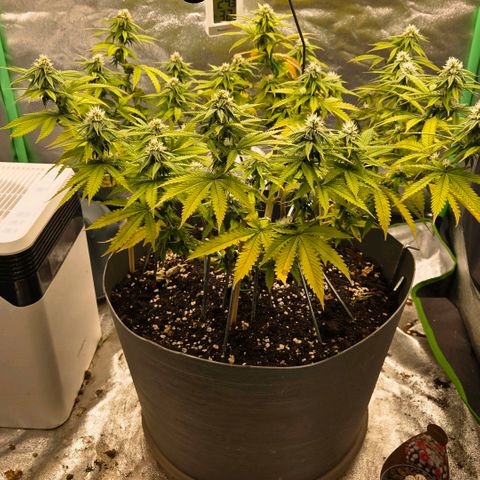 Sandranotte royal domina growlog timeline photo